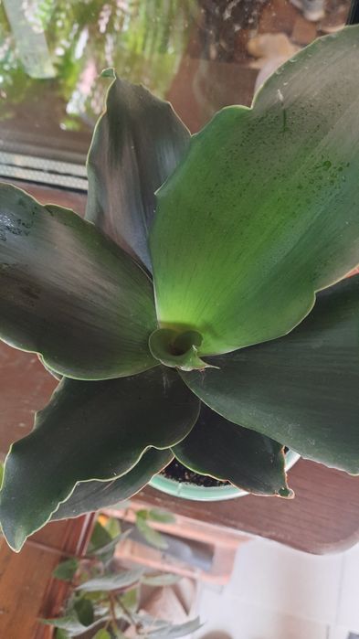 Сансевієрія стар роуз, хани Green mould variegated .