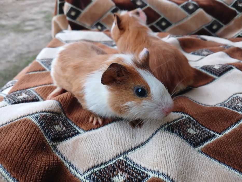 Продам морських свинок