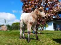 Kucyk mini appaloosa - Konfeti Iceberg