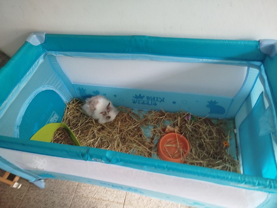 Coelhinha com parque