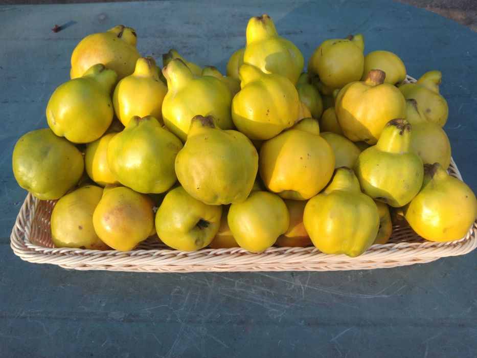 Owoce pigwy słodko kwaśne