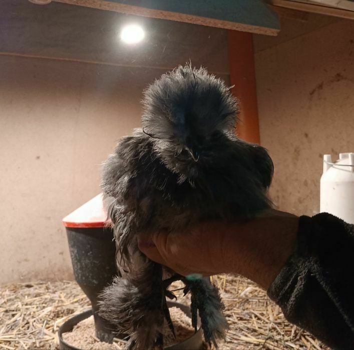 Kura kury aracuany naturalne ekologiczne araucany pisklaki araucany ku