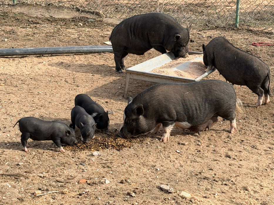 Porcos  vietnamitas