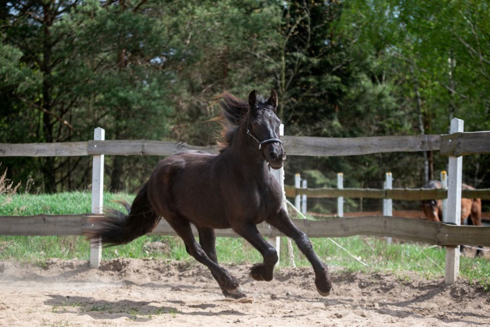 Wałach fryz tinker fryzyjski gypsian