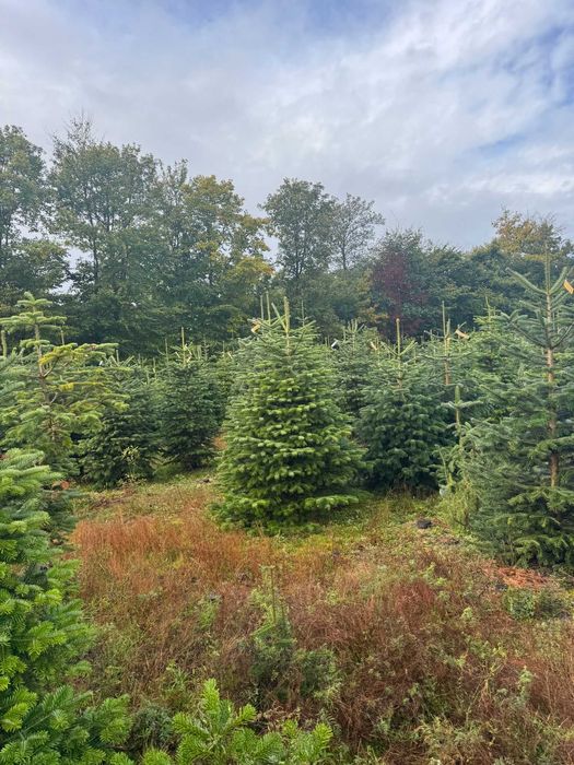 JODŁA KAUKASKA cięta choinki 200-250 cm duże ilości - transport