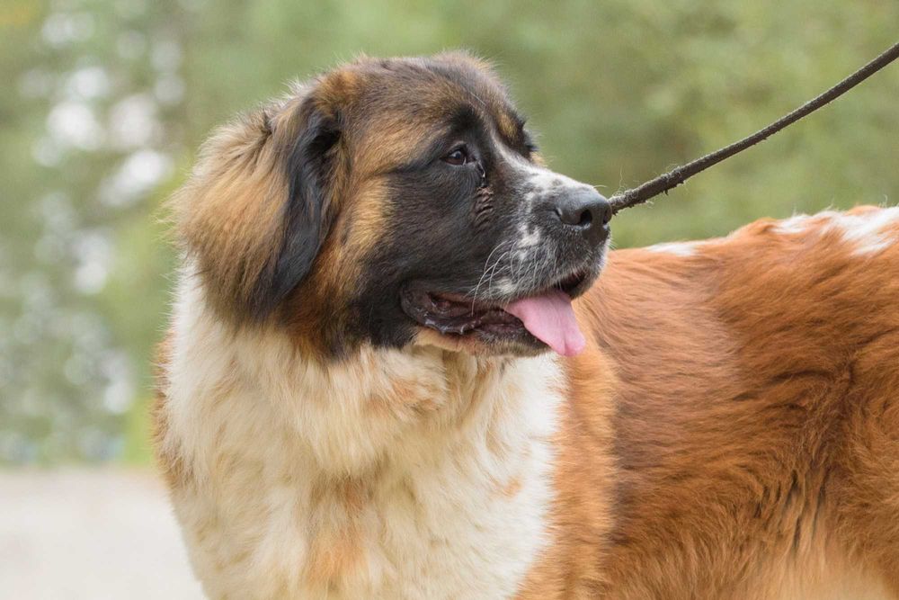 QUEEN - cudowna dama w typie bernardyna