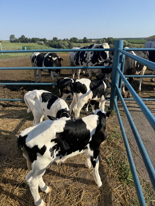 Продаємо телята бички