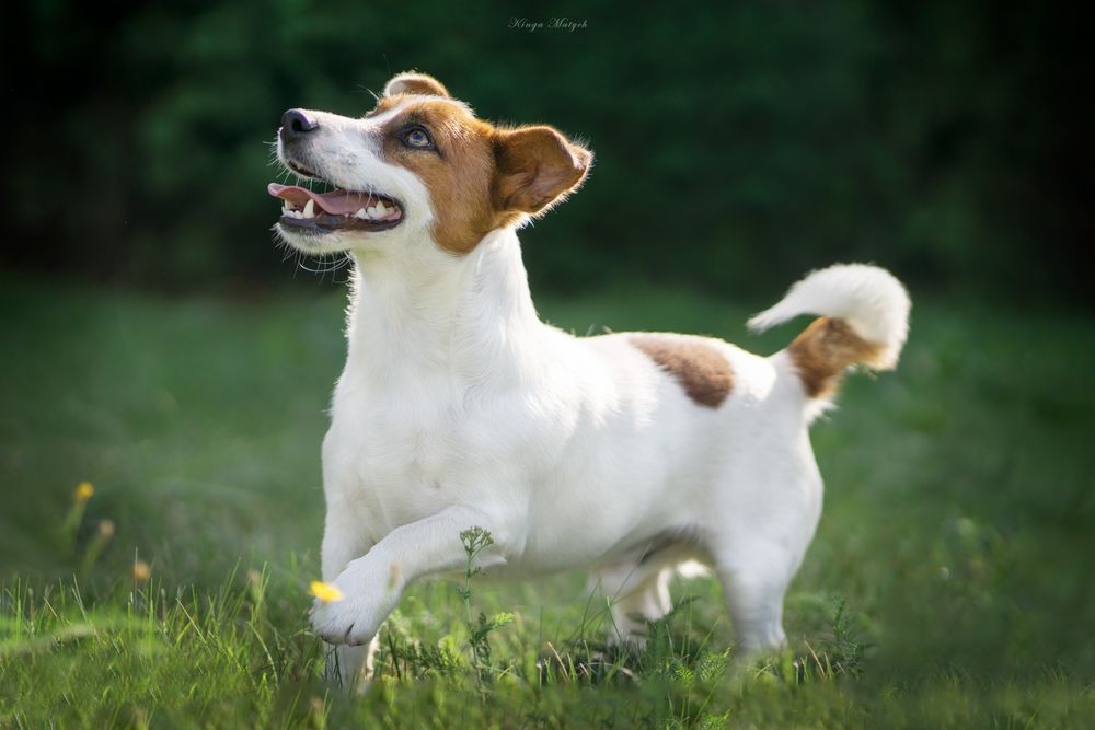Suczka Jack Russell terrier nr 2/badania genetyczne/wyprawka