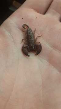 Skorpiony Liocheles australasiae L2  Gliwice