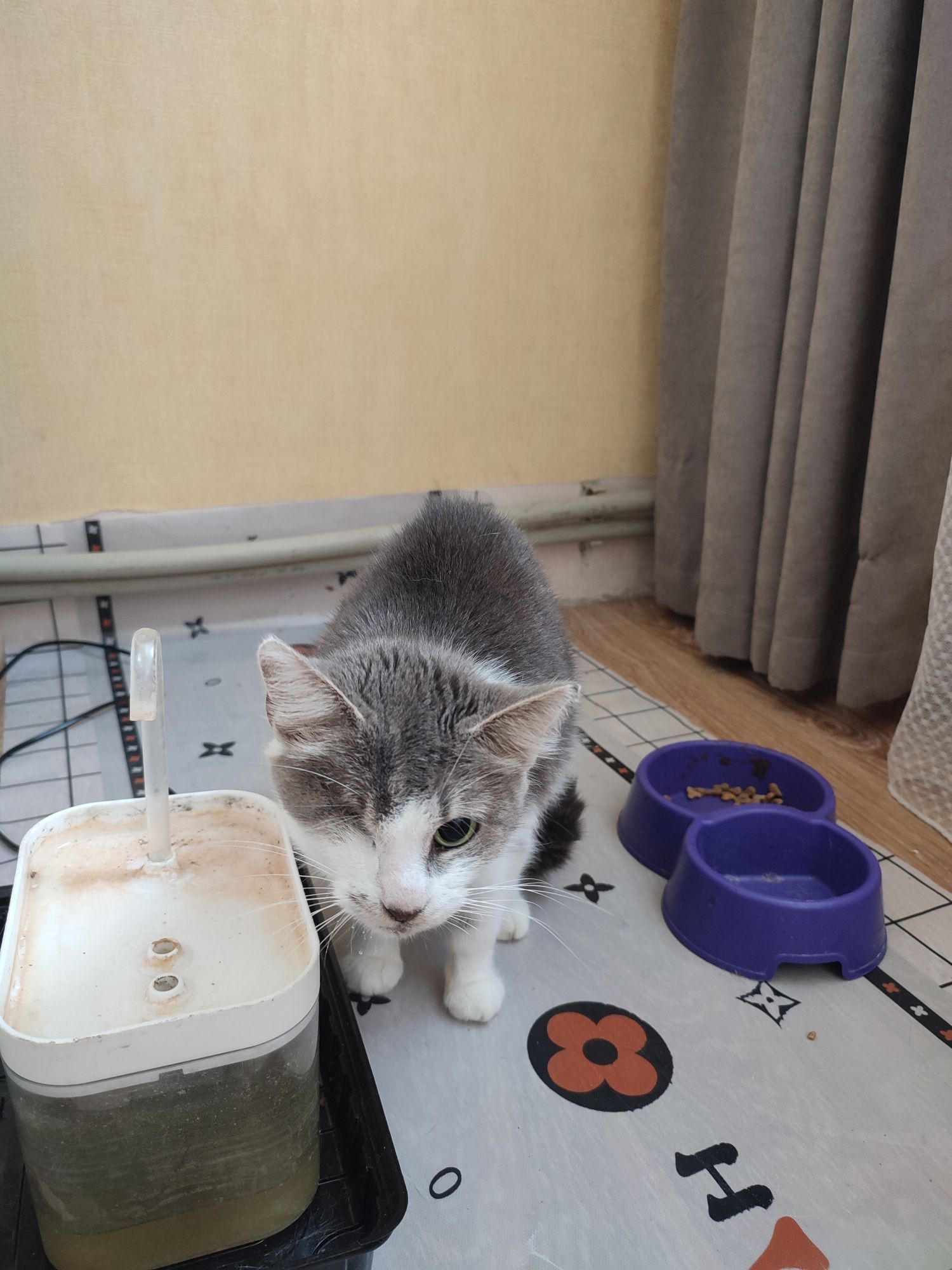 Віддам кота, безкоштовно
