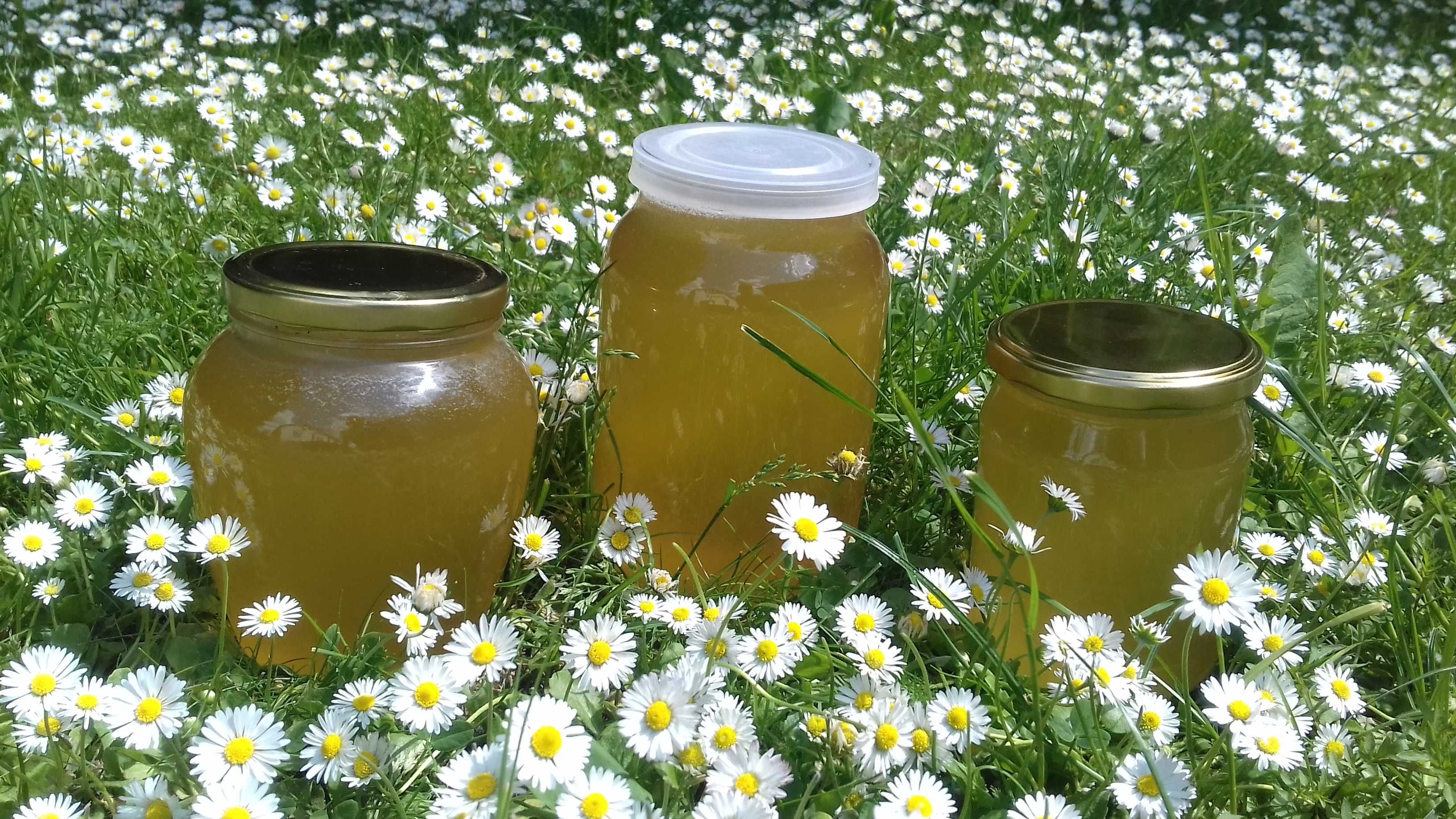Мед липовий, мед натуральний сезону 2023року, мед з власної пасіки