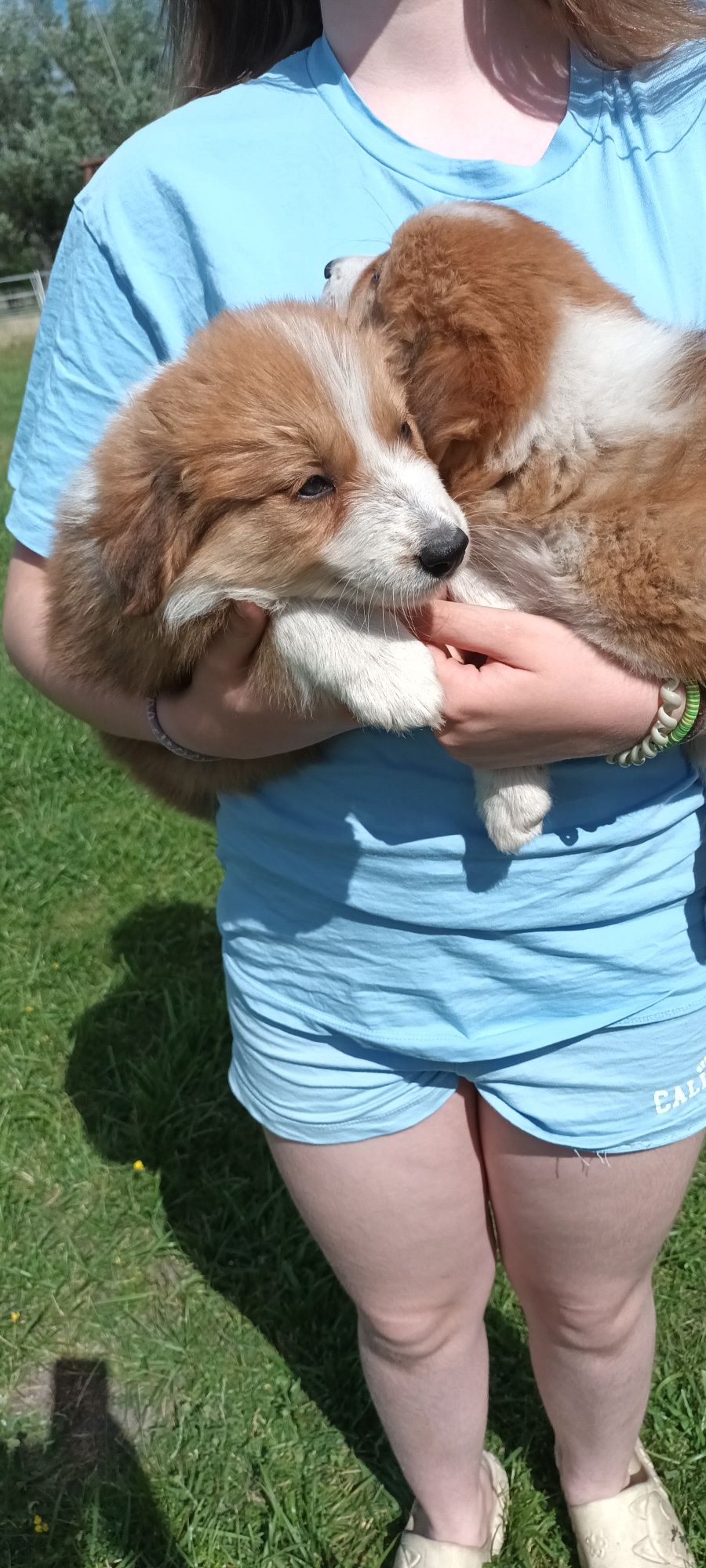 Border Collie suczka