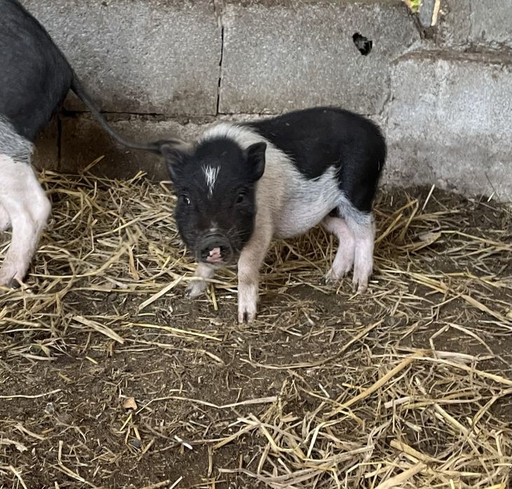 Porco vietnamita para venda