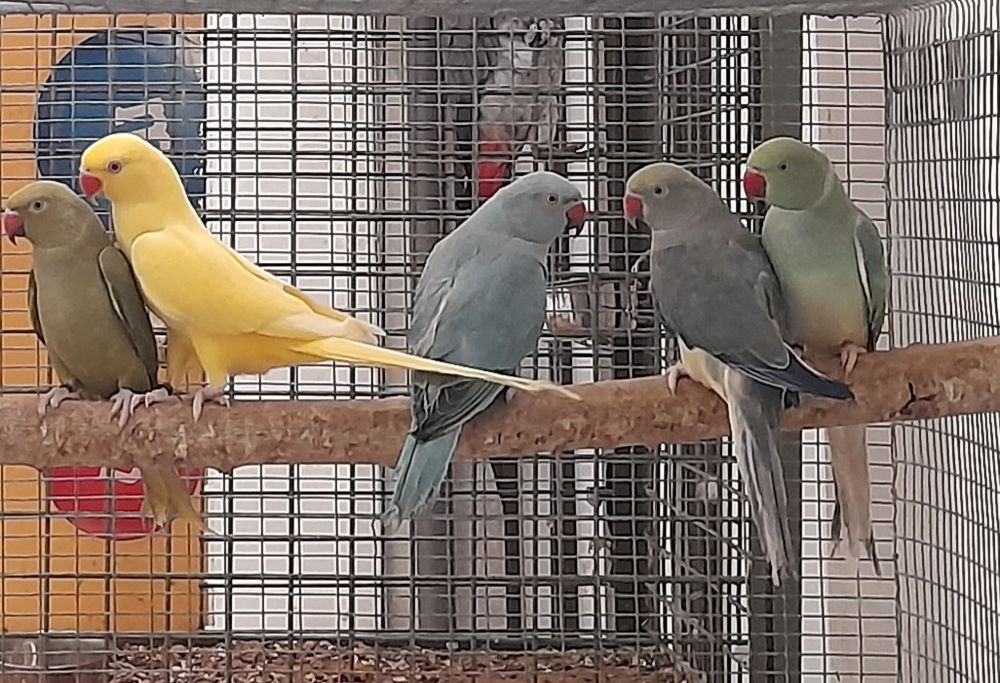 Ring Necks de diversas mutações