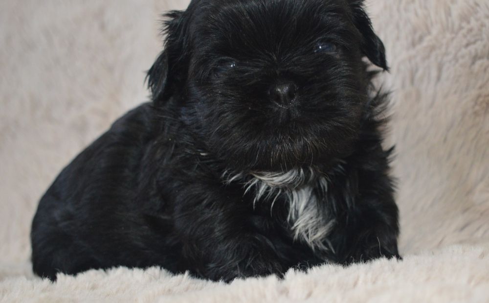 Shih Tzu piękna suczka