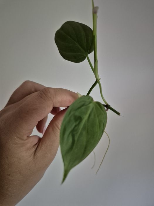 Micans Green Form