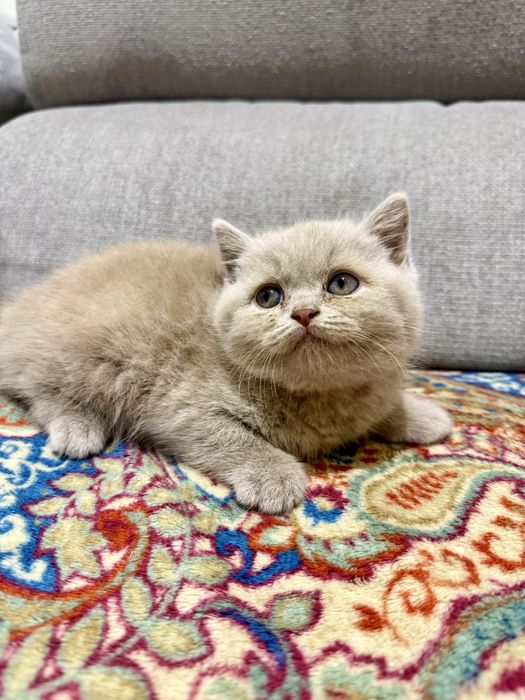 Gatinho macho british shorthair