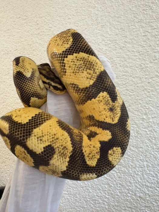 Waż, nie zbożowy,piękny