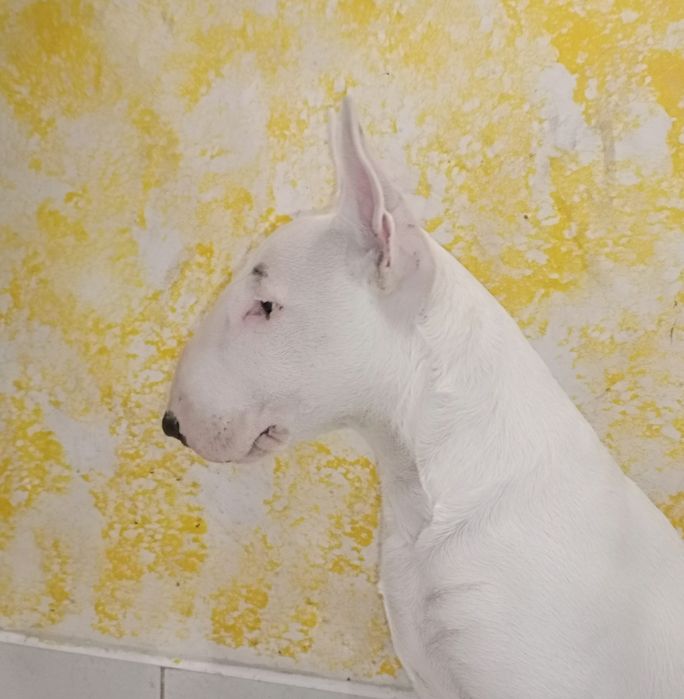 Samiec bulterier ZKwP Ghost Rider SETR BULL