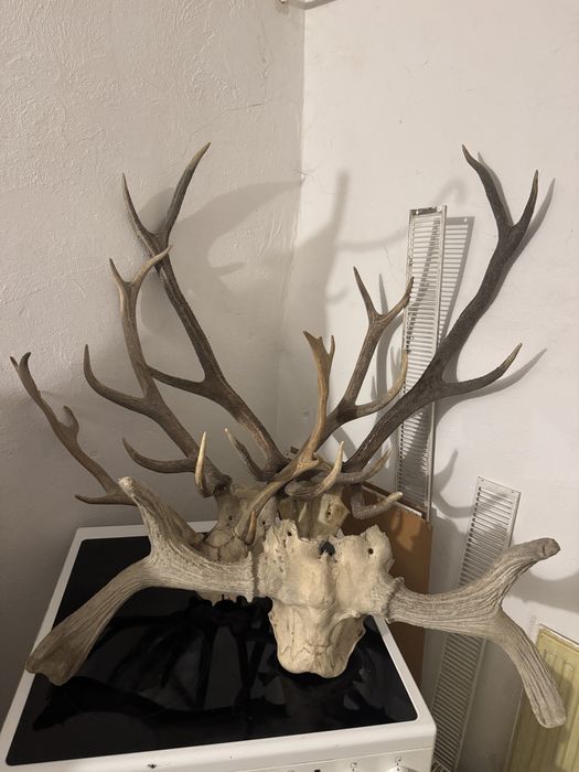 Poroże jelenia łosia renifera