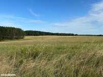 Ziemia inwestycyjna 98 ha z WZ pod farmę fotowoltaiczną 90 MW