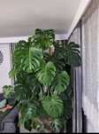 Duża Monstera piękna