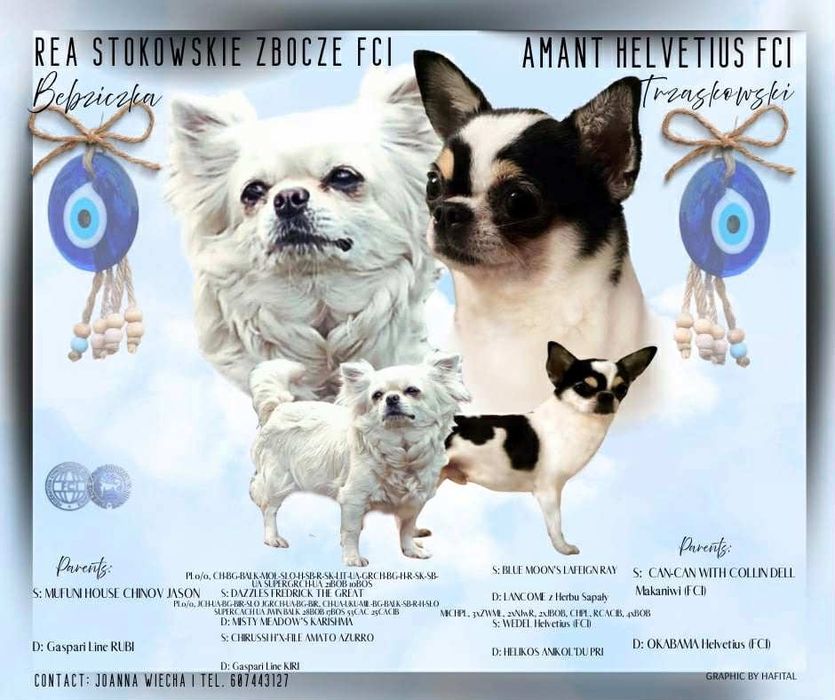 Śliczna sunia chihuahua krótkowłosa ZKwP FCI