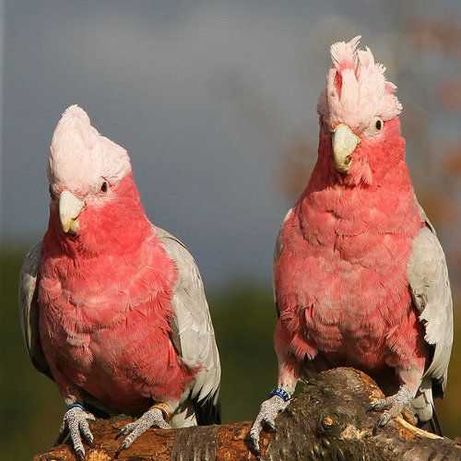 Какаду розовый птенцы этого года уже в наличии!