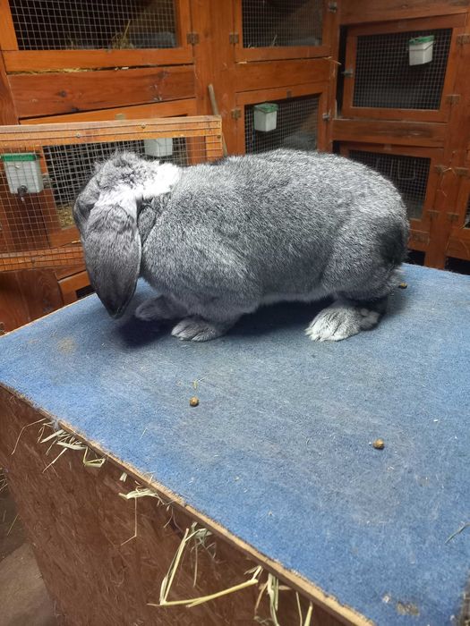 Baran francuski szynszylowy samiec szynszyl rodowód