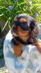 Suczka Cavalier King Charles spaniel