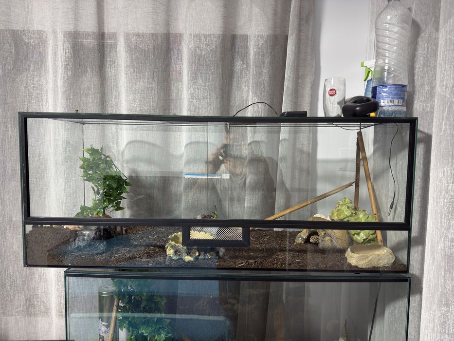 Terrário para repteis
