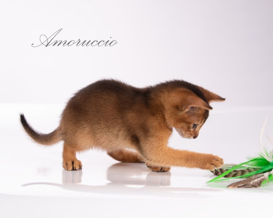 абиссинские котята CFA из питомника Amoruccio