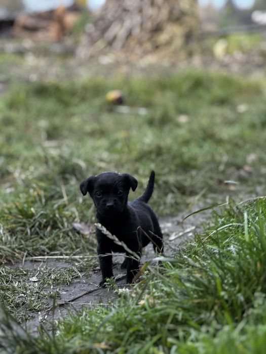 Цуценята від лабрадора безкоштовно!!!