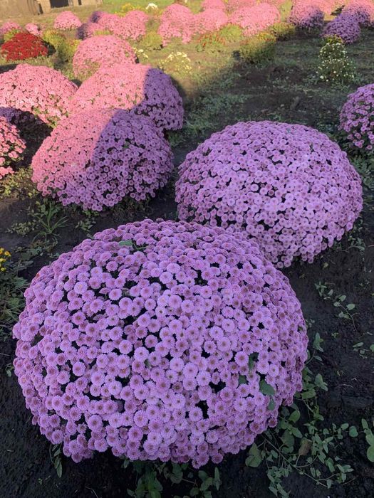 Хризантема мультифлора