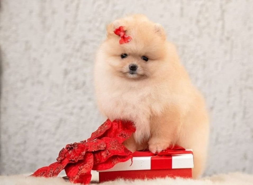 Vip шпицы мини тип мишка