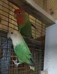 Casal agapornis roseicollis sexado