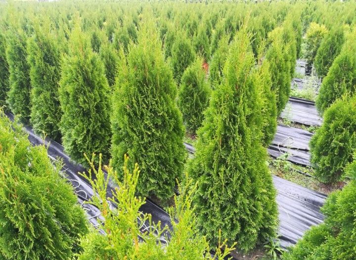 Tuja SZMARAGD 200 cm - 80 zł żywotnik zachodni, tuje różne wysokości