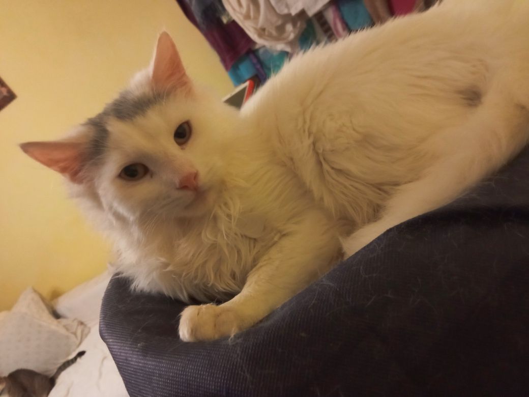 Кіт. Кошеня. Киця