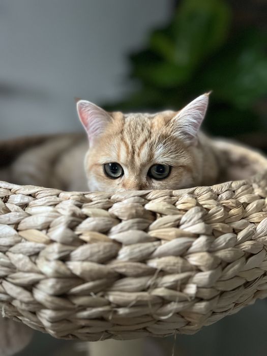 Kocurek brytyjski czarny złocisty