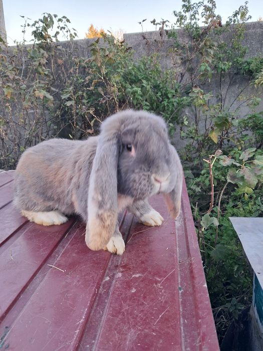 Кролі рш, фб, нсв