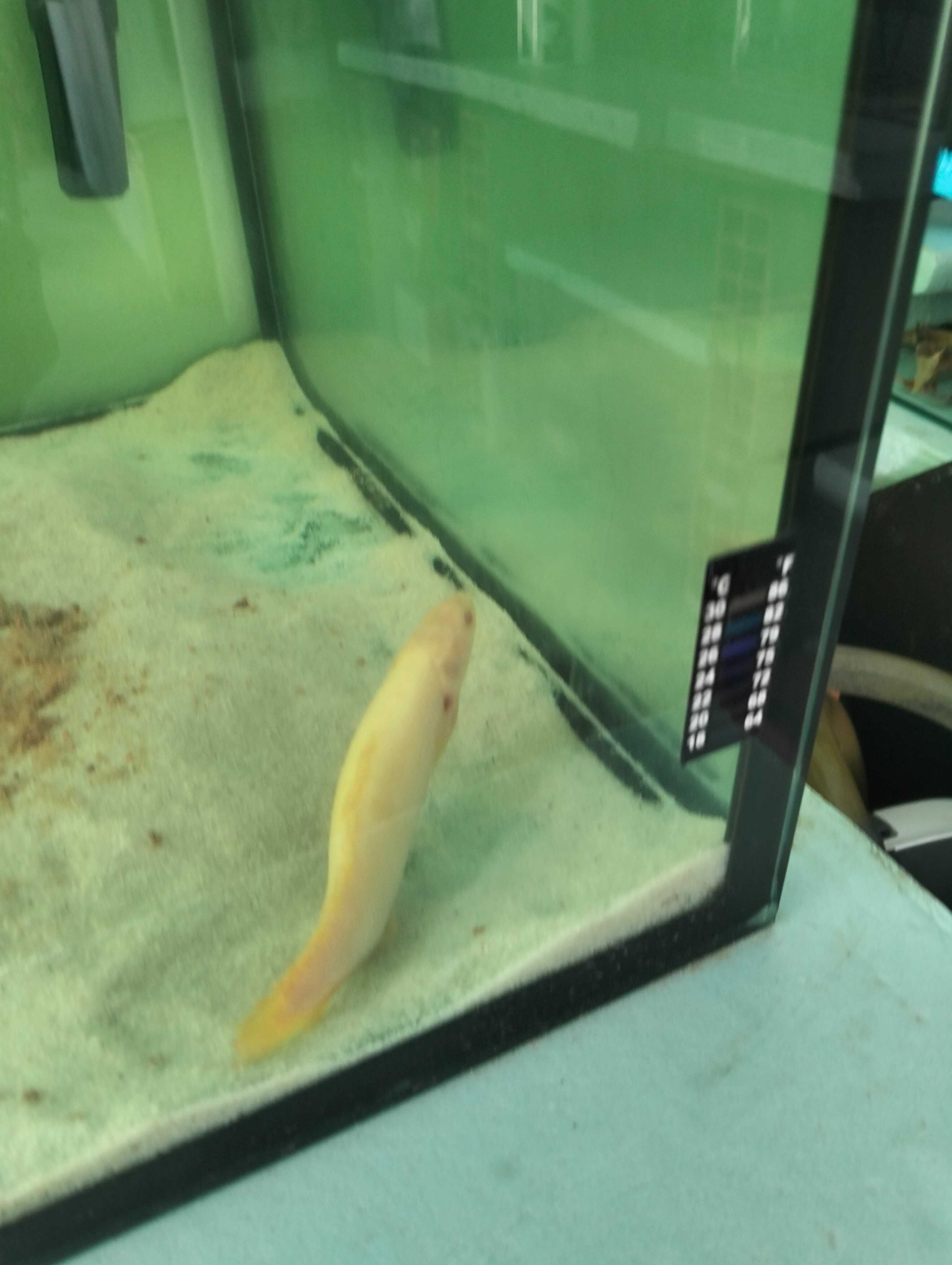Peixe Óscar para venda