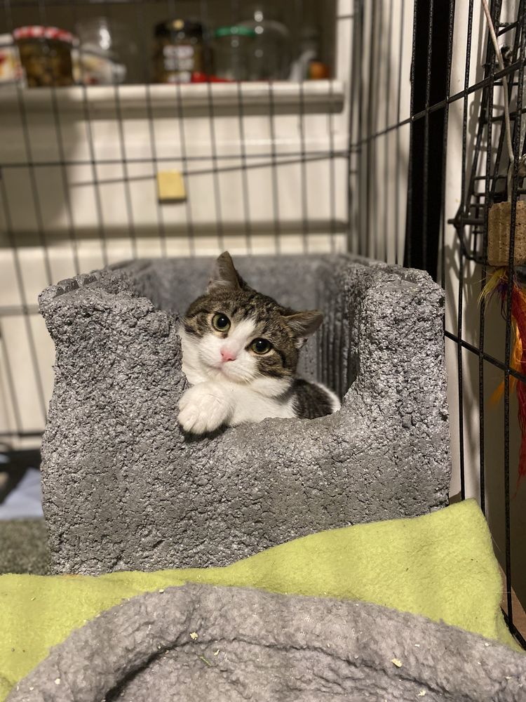 Do adopcji razem lub osobno - Ptyś i Puszek