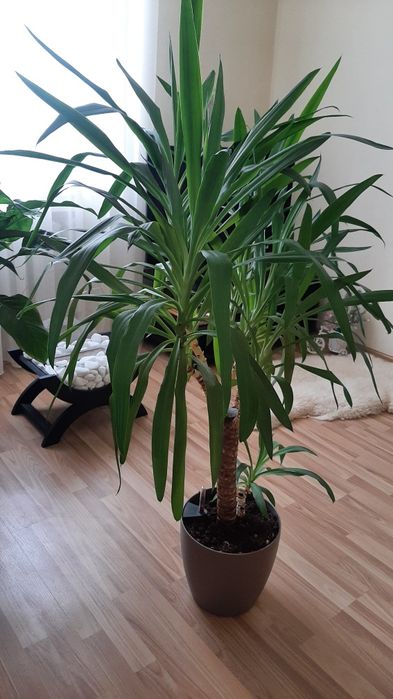 Продам Юку в умном горшке