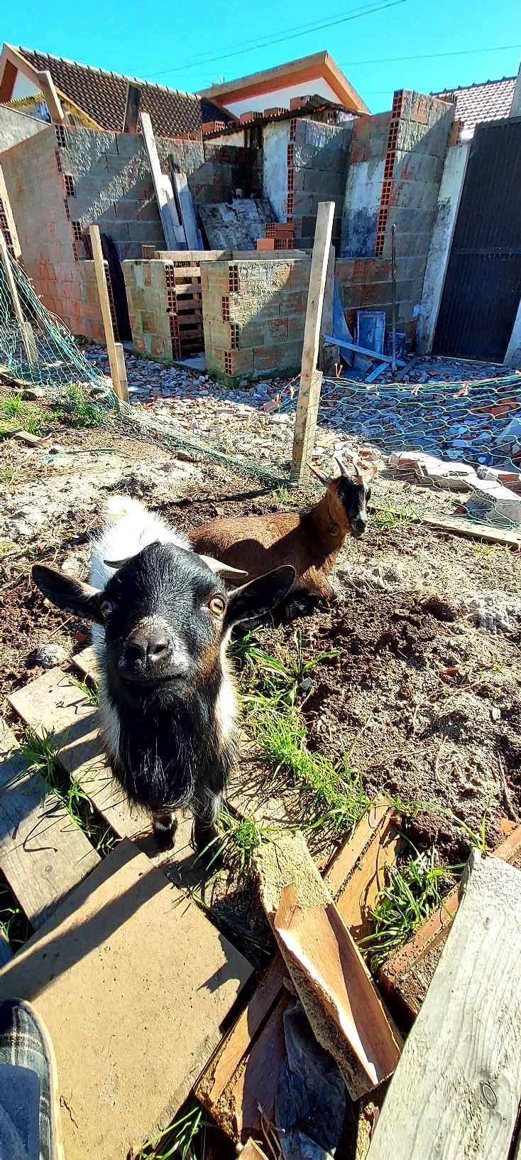 Casal de cabras Anãs