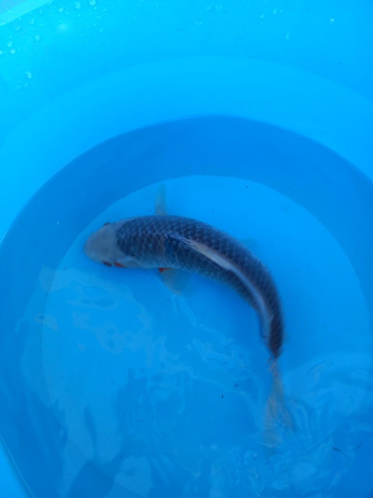 Carpas koi japonesas