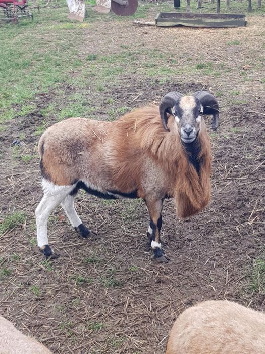 Owce owca kameruńska baran