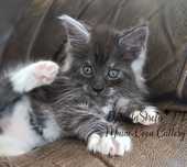 Maine coon rodowód Fife Fpl