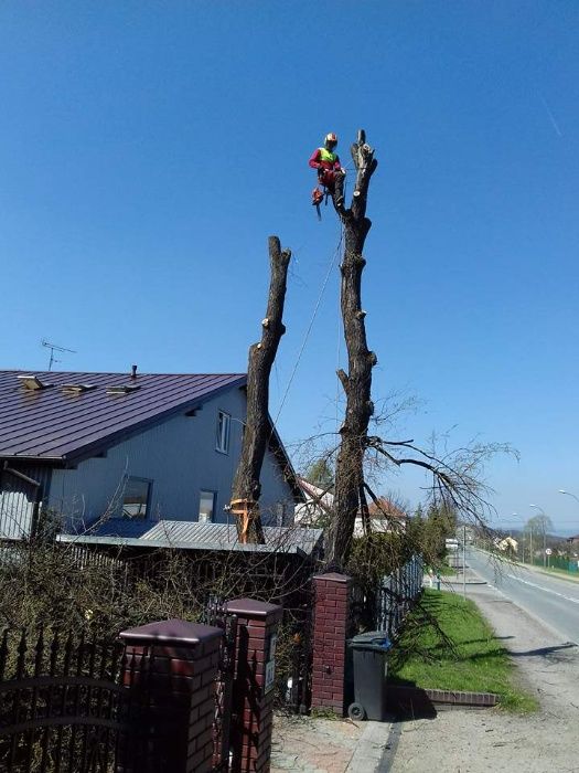 Wycinka drzew, pielęgnacja drzew, czyszczenie działek, usługi rębakiem