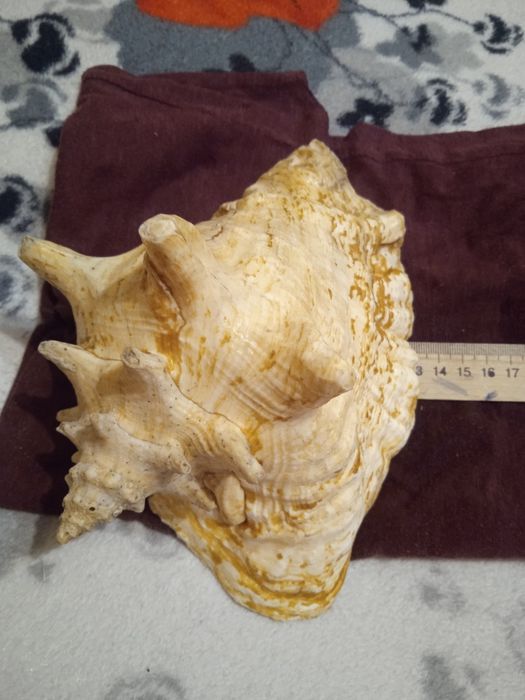 Продам ракушку океаническую