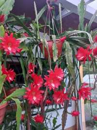 Epiphyllum czerwone